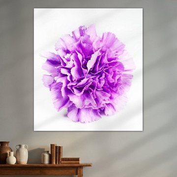 Purple Carnation on White