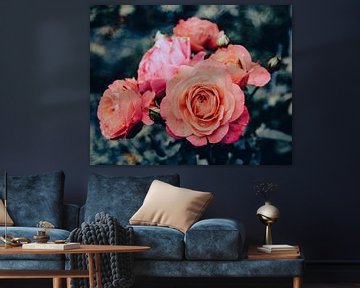 Roze rozen van knop tot bloem van Bianca Fortuin
