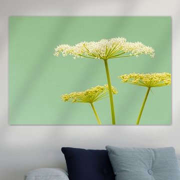 Aqua macro bij Silvretta