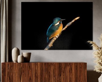 Kingfisher by Wouter Van der Zwan