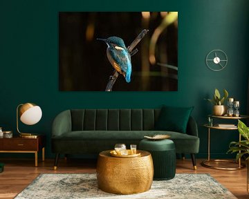 Young kingfisher. by Wouter Van der Zwan
