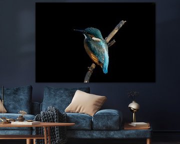 Kingfisher by Wouter Van der Zwan