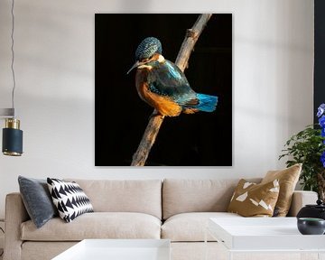 Kingfisher. sur Wouter Van der Zwan