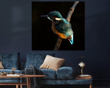 Kingfisher. by Wouter Van der Zwan