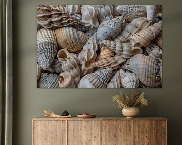 Zeeuwse mini schelpjes