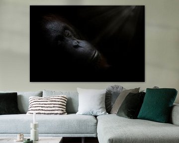 Wakkere orang-oetan in rust met spannend licht van rechts