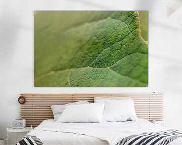 green leaf vein | fine art nature photo