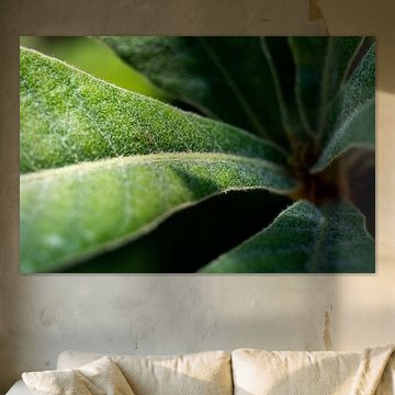 Soft green leaves of plant | fine art nature photo