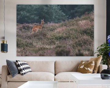 HOGE VELUWE by WILBERT HEIJKOOP photography