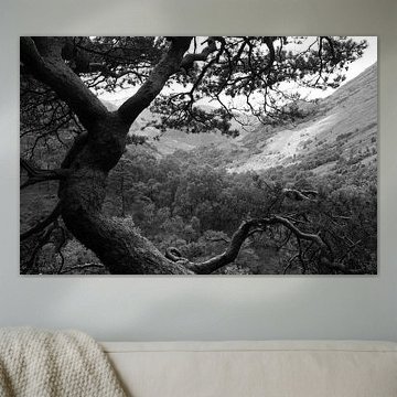 Pijnboom in Schotland von M. van Oostrum