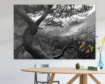 Gnarled pine tree in the Scottish highlands. von M. van Oostrum