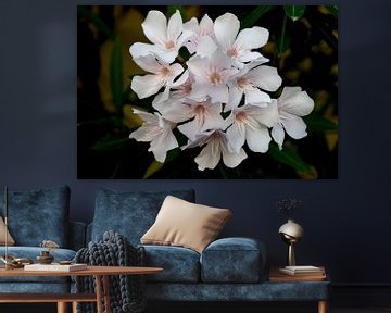 Witte oleander van Hielkje Koen