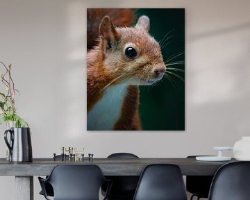 Portret van een Eekhoorn op de Veluwe van Bastiaan Van der Ploeg