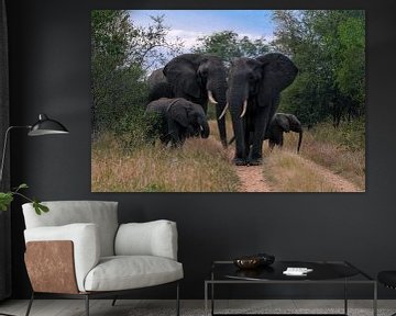 a familie of Elephants sur Eric Hokke