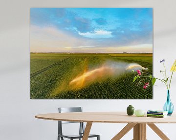 Aardappelen in een veld met bloeiende groene planten tijdens zonsondergang