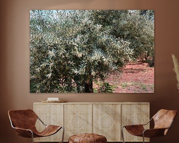 Branches d'olivier en fleurs sur Inge Hogenbijl