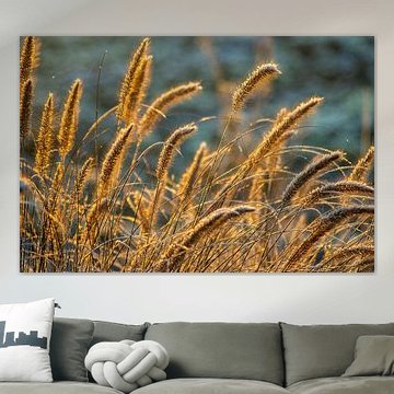 gras landschap bij zonsopgang