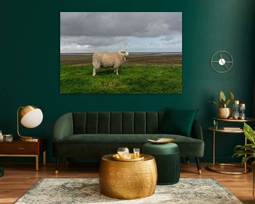 Schaap op de Waddendijk, provincie Groningen by Bo Scheeringa Photography