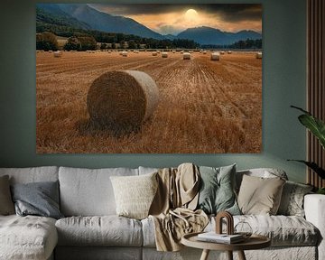 The cornfield by Markus Moser