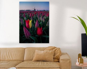 Tulips Netherland von Patrick Noack