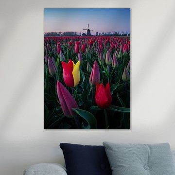 Tulipes Pays-Bas