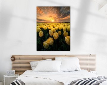 Sunset between the yellow tulips