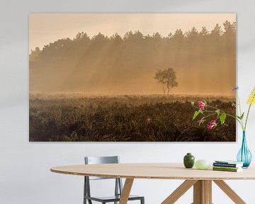 Lonely trees during golden hour on the moors by Raoul Baart