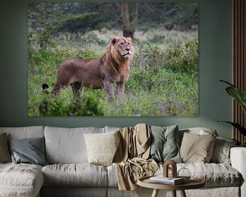 Mannelijk leeuw in Lake Nakuru, Kenia van Vincent Dekker