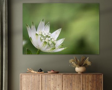 Single flower with green background