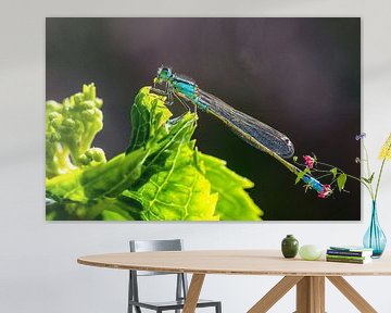 Azuren waterjuffer op een groen blad van ManfredFotos