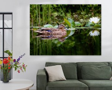 Canard colvert nageant dans un étang vers une fleur de nénuphar sur ManfredFotos