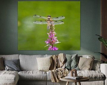 Viervleklibel op een bloem van ManfredFotos