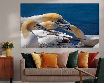 Arguing gannets on Heligoland by Johannes Jongsma