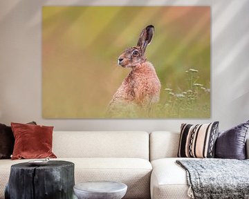 Europese haas (Lepus europaeus) zittend in een groene weide in de vroege ochtend van Mario Plechaty Photography