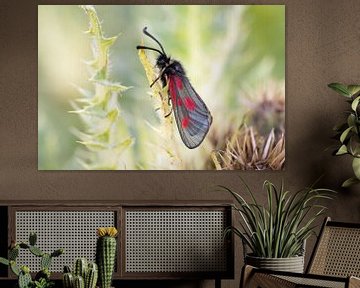 St John's butterfly in the Swiss Alps by Luc Hoogenstein