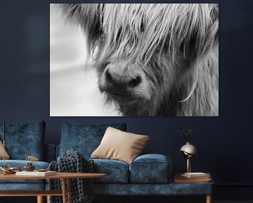 Scottish Highland Cattle Close-up Portrait black and white by Claudia Moeckel