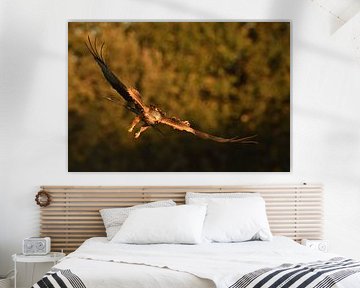Red kite attack! by Ronald Cramer