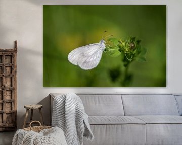 Het prachtige witte vlindertje Boswitje by Susan van Etten