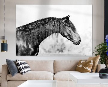 Fries paard von Sabine Timman