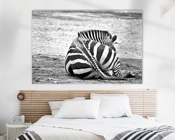 Zebra strepen sur Rosenthal fotografie