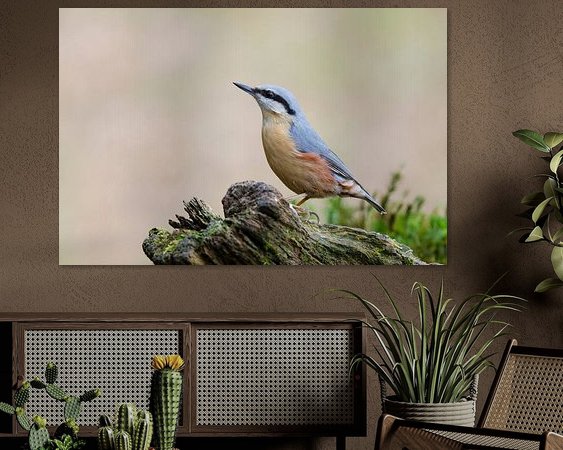 Aperçu de la chambre