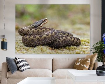 Adder