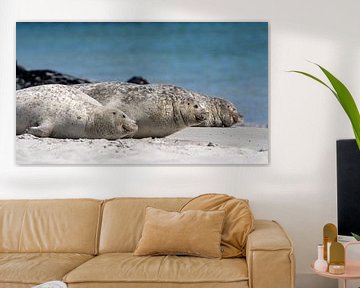 Seals (3 in a row, Dune, Helgoland)#0042 by Johannes Jongsma