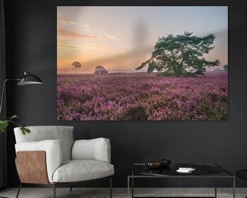 Plantes de bruyère en fleurs dans un paysage de lande au lever du soleil en sur Sjoerd van der Wal Photographie