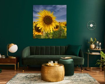 Zonnebloem in de wind by Roland's Foto's
