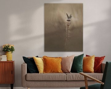 Icarus butterfly by Liliane Jaspers