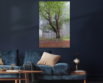 oude boom in het Bakkeveense bos van Lisannesfotografie