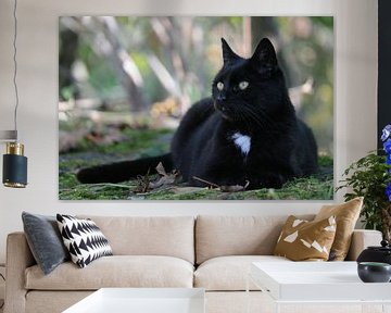 Black cat sitting in gras van ines meyer