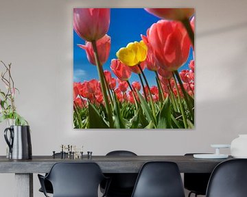 Tulpen by Peter van Rijn