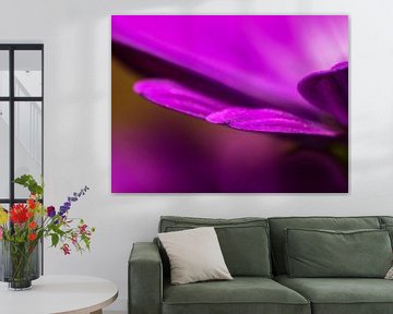 Violettes Blütenblatt